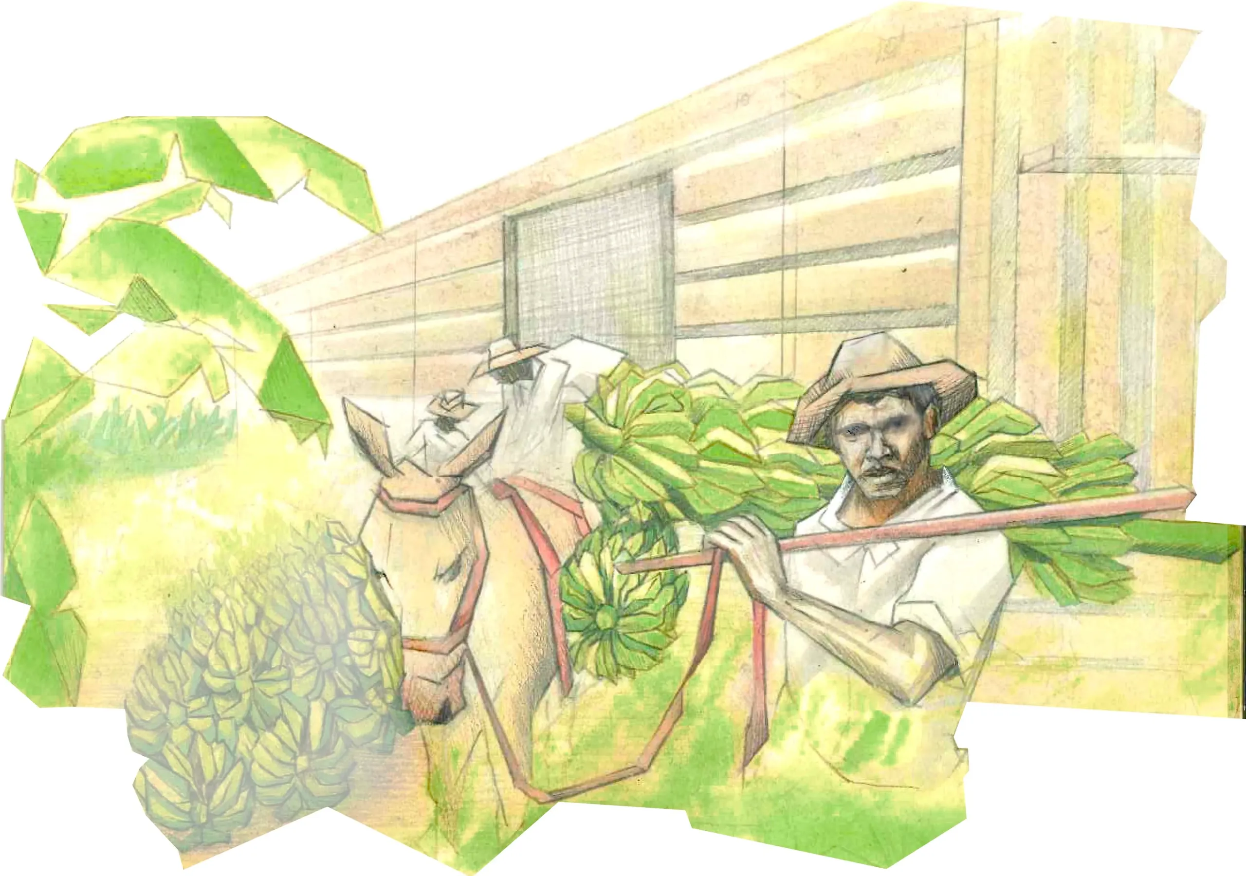 Ilustración: un trabajador bananero con sombrero carga racimos de plátano junto a una mula, frente a un galpón de madera.